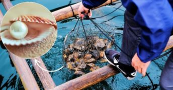 Hazaribag has been designated as India’s first pearl farming cluster, marking a significant step in diversifying aquaculture activities